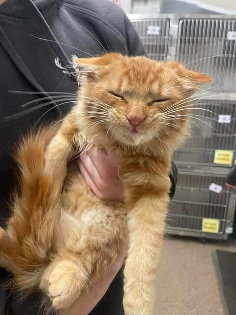 Picture of the Animal Listed