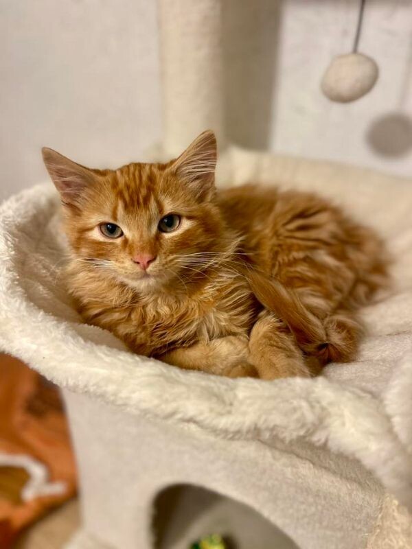 Picture of the Animal Listed