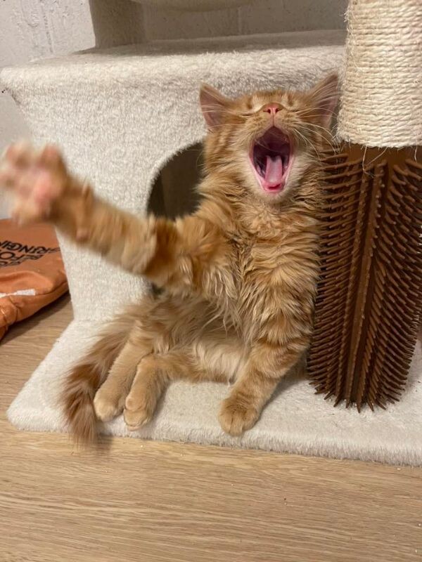 Picture of the Animal Listed