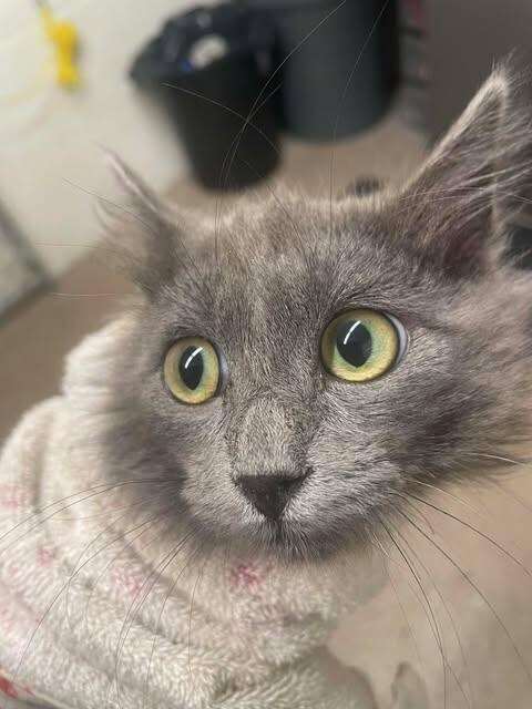 Picture of the Animal Listed