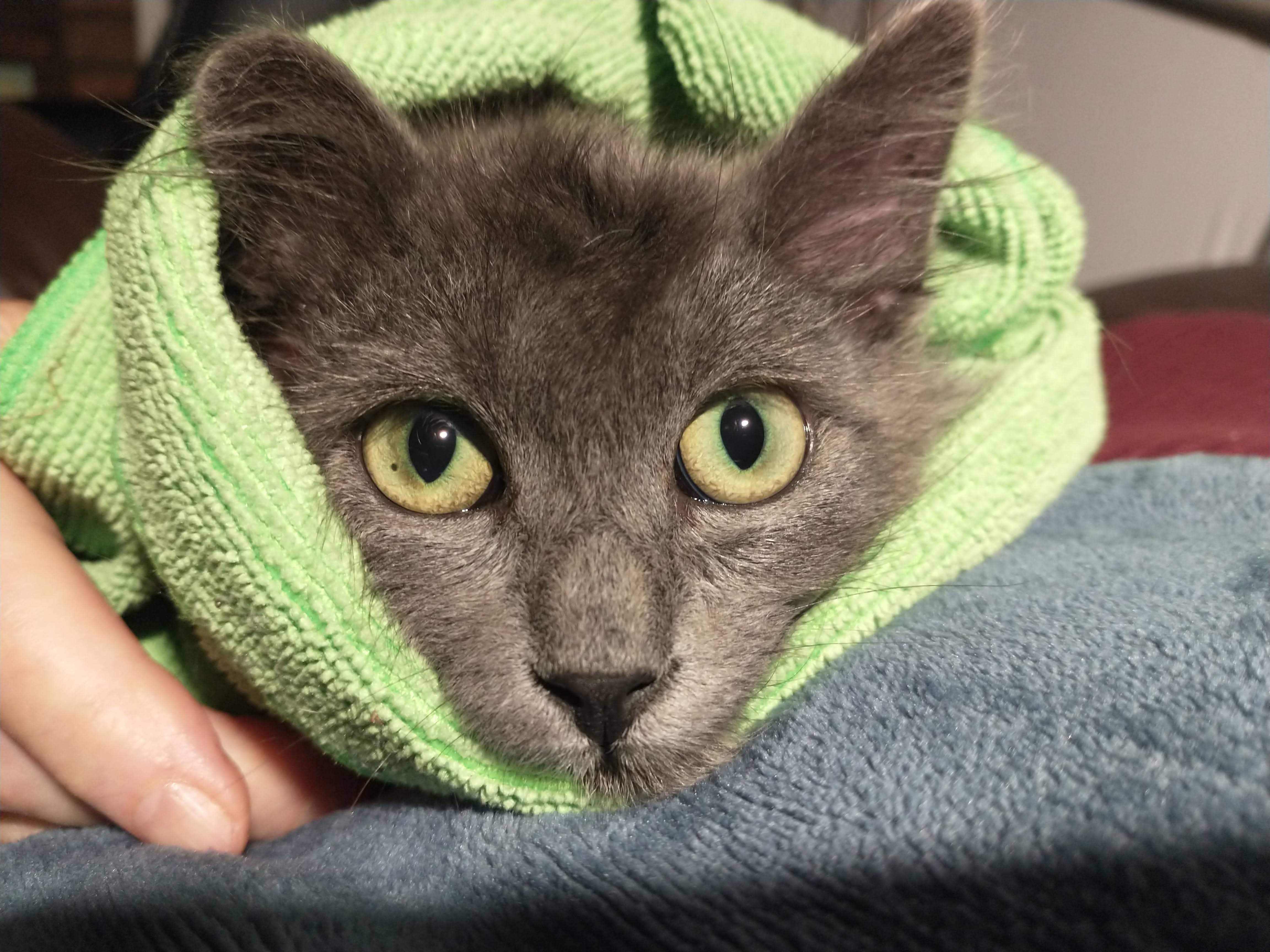 Picture of the Animal Listed