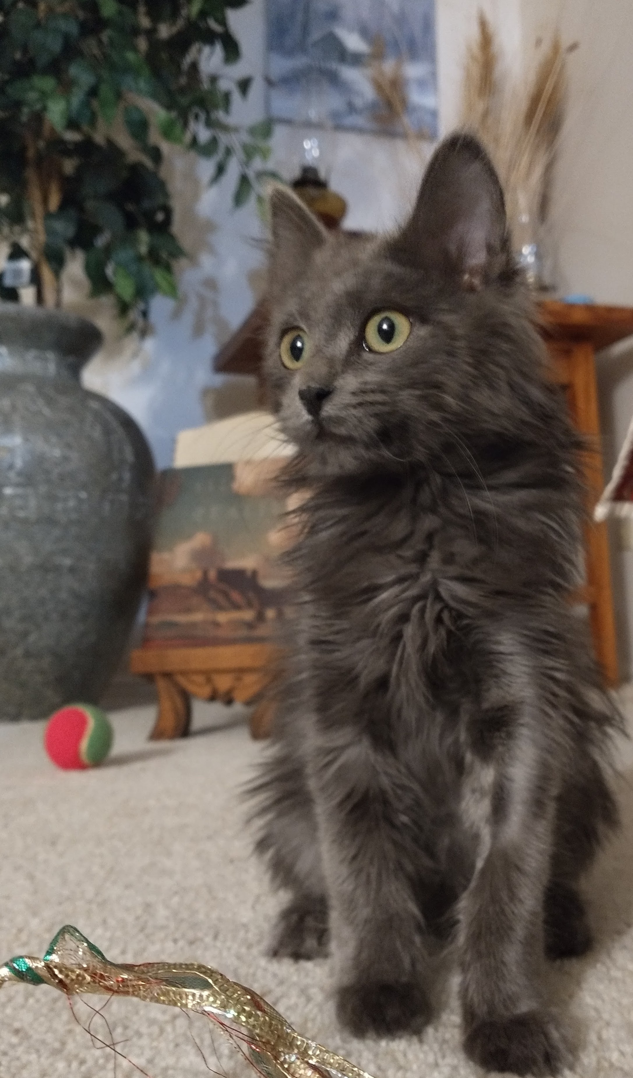 Picture of the Animal Listed