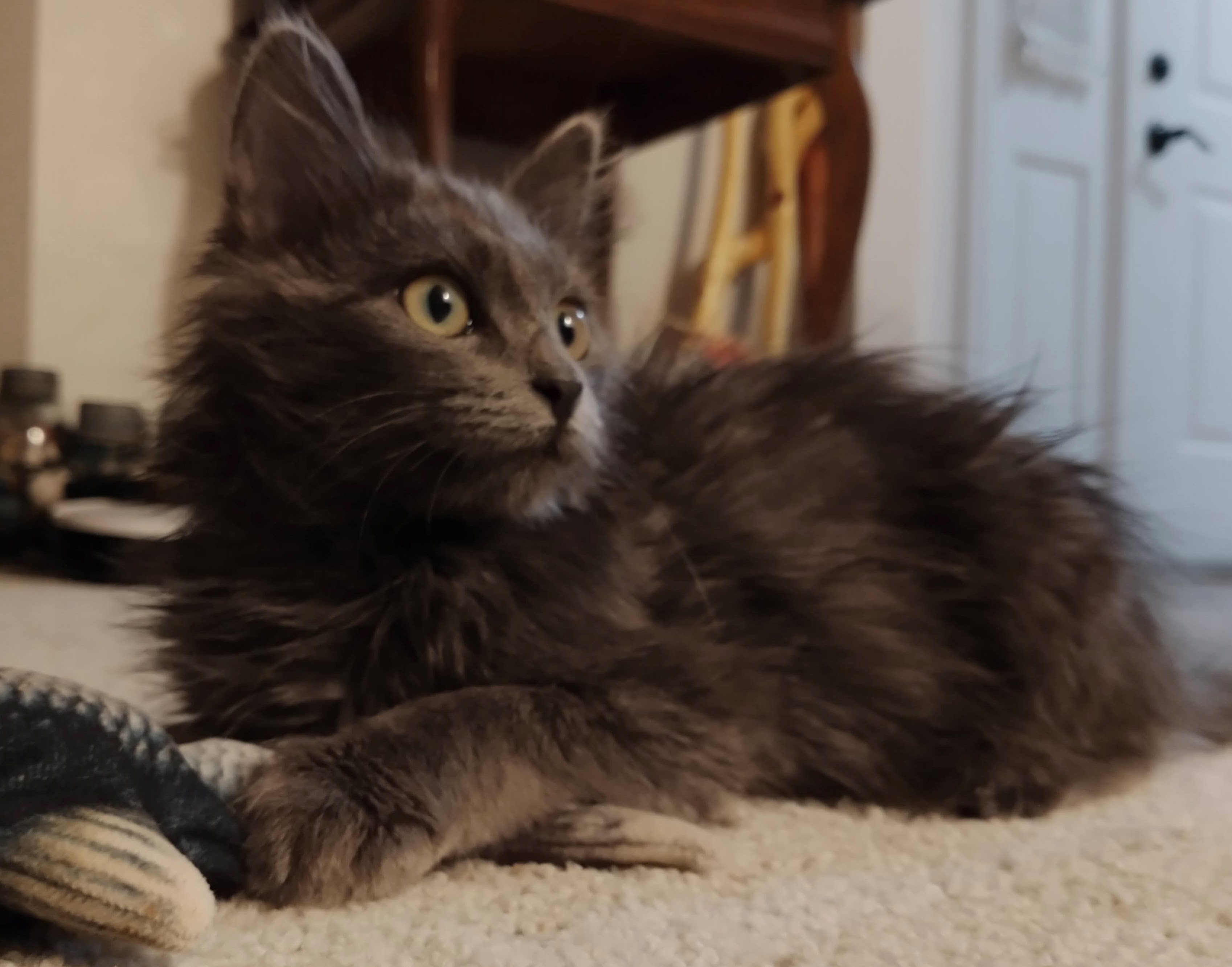 Picture of the Animal Listed