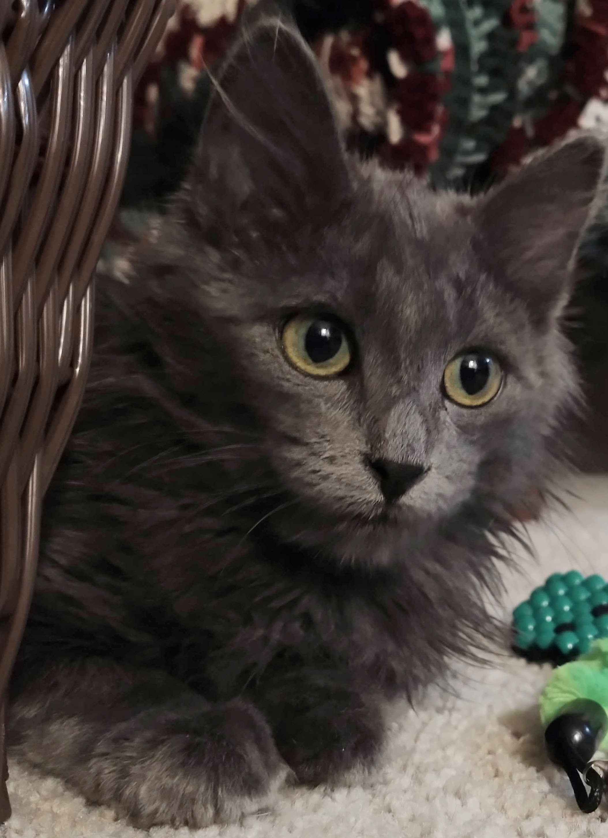 Picture of the Animal Listed