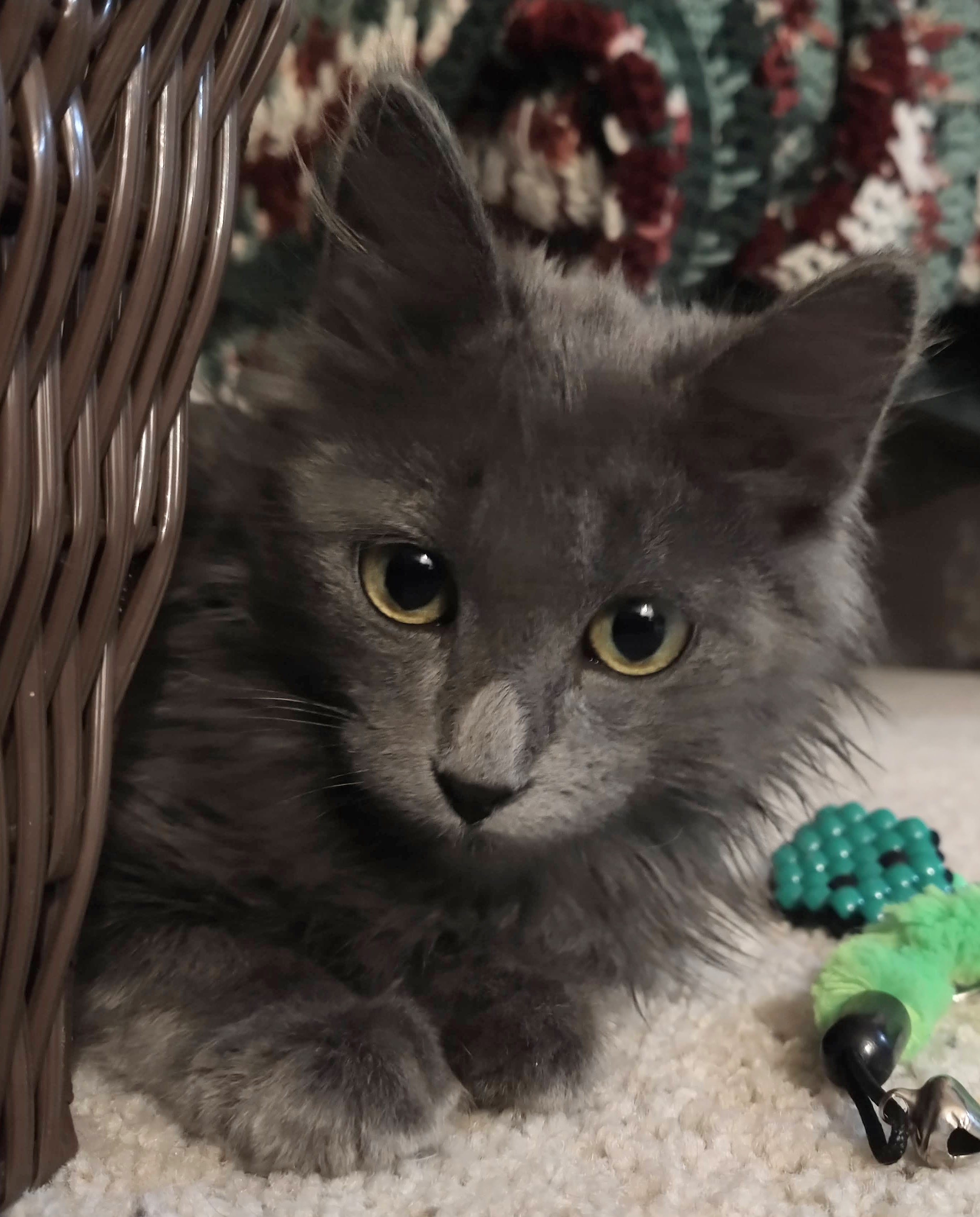 Picture of the Animal Listed