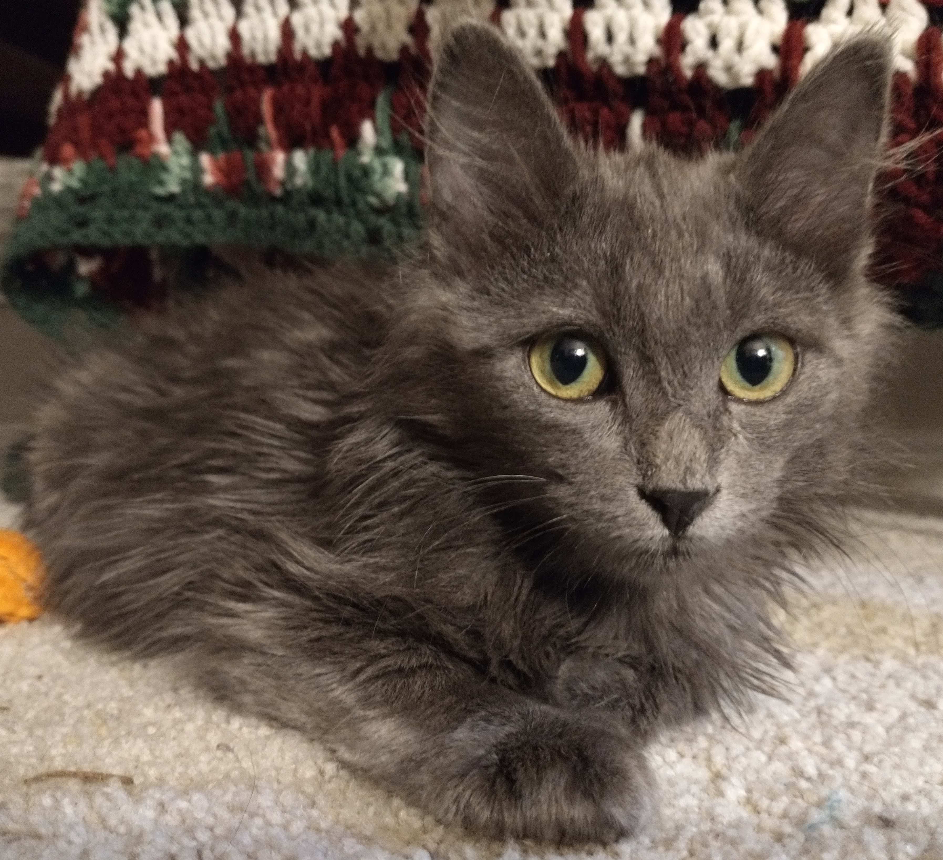 Picture of the Animal Listed