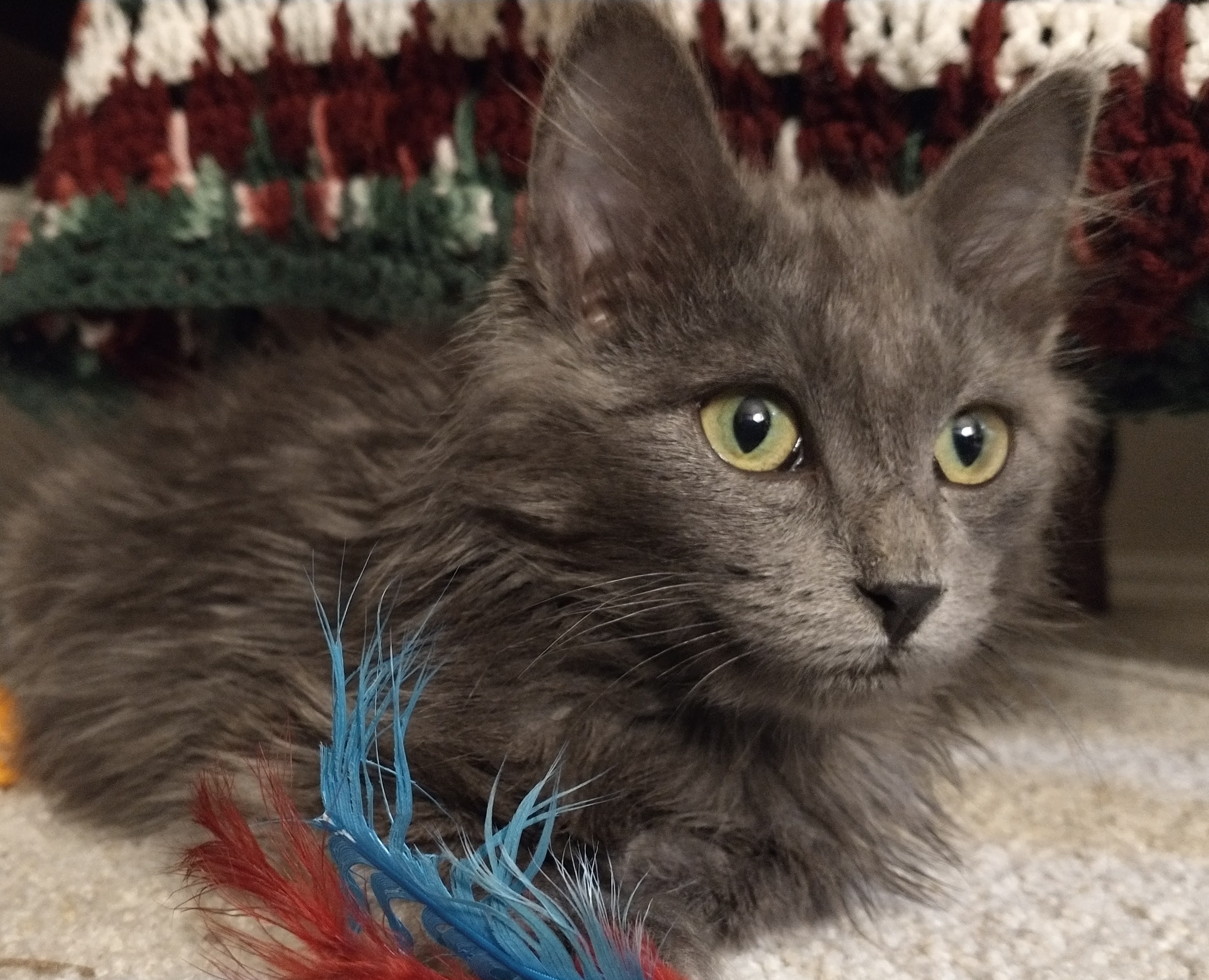 Picture of the Animal Listed