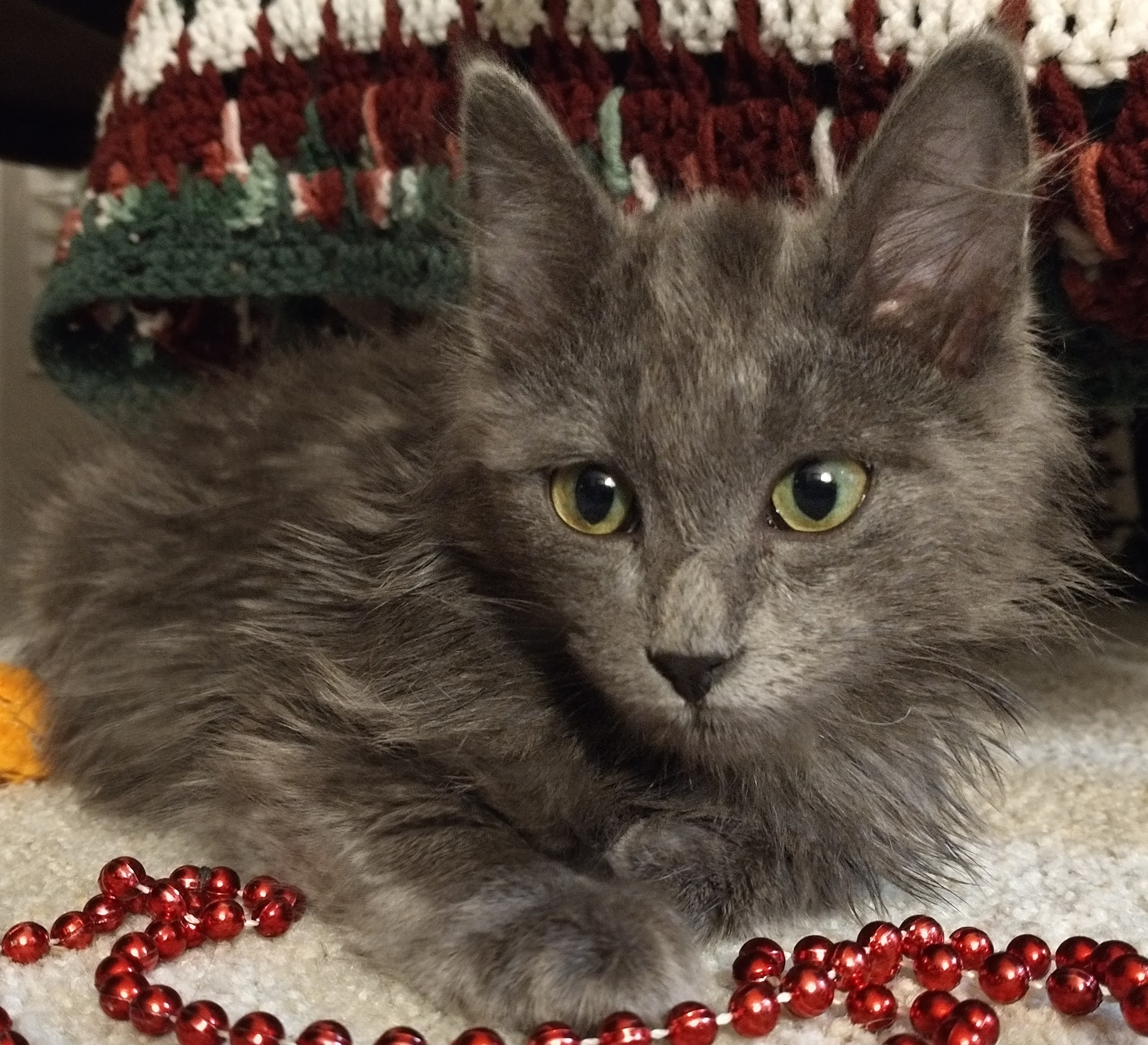 Picture of the Animal Listed