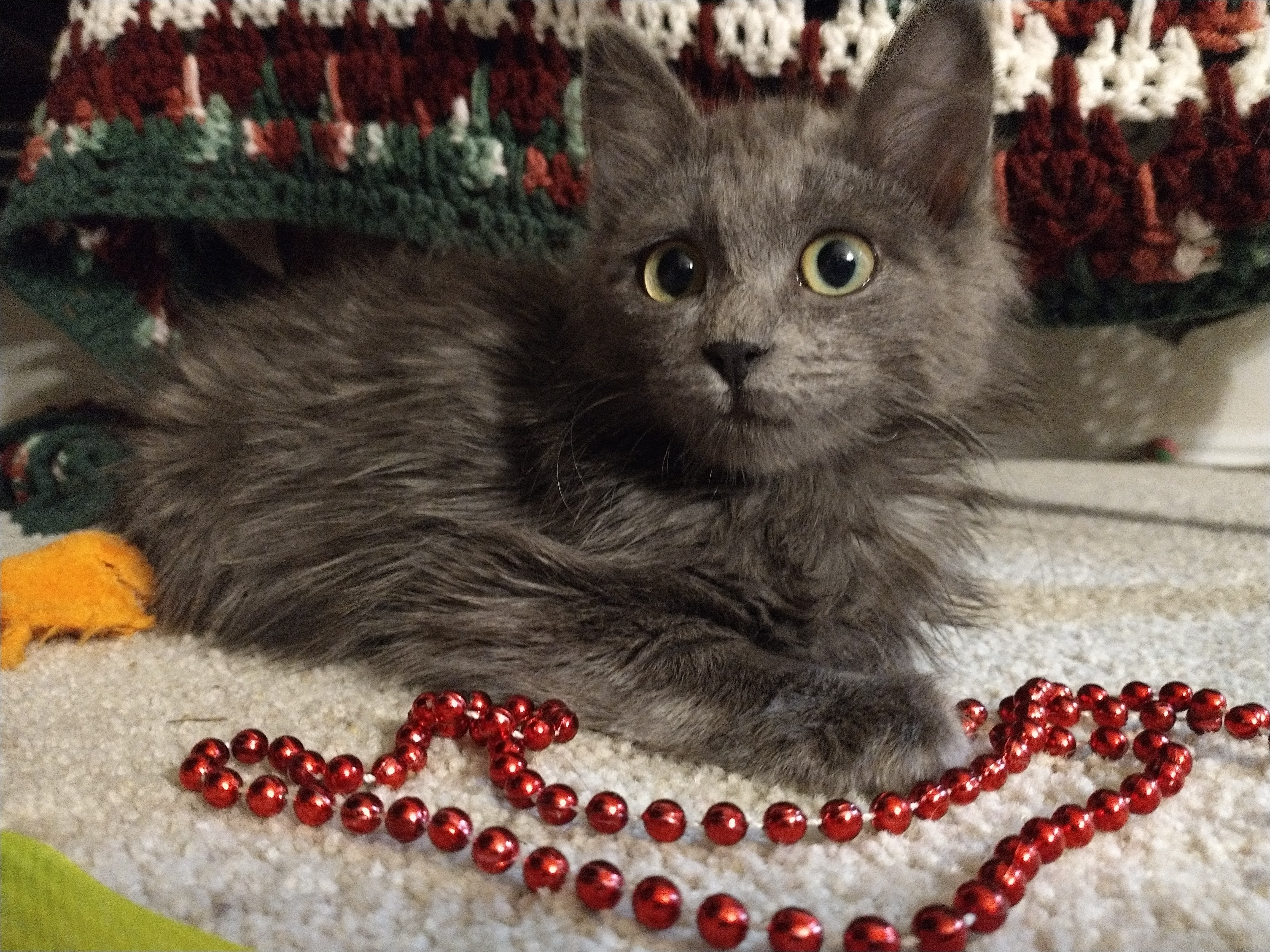 Picture of the Animal Listed