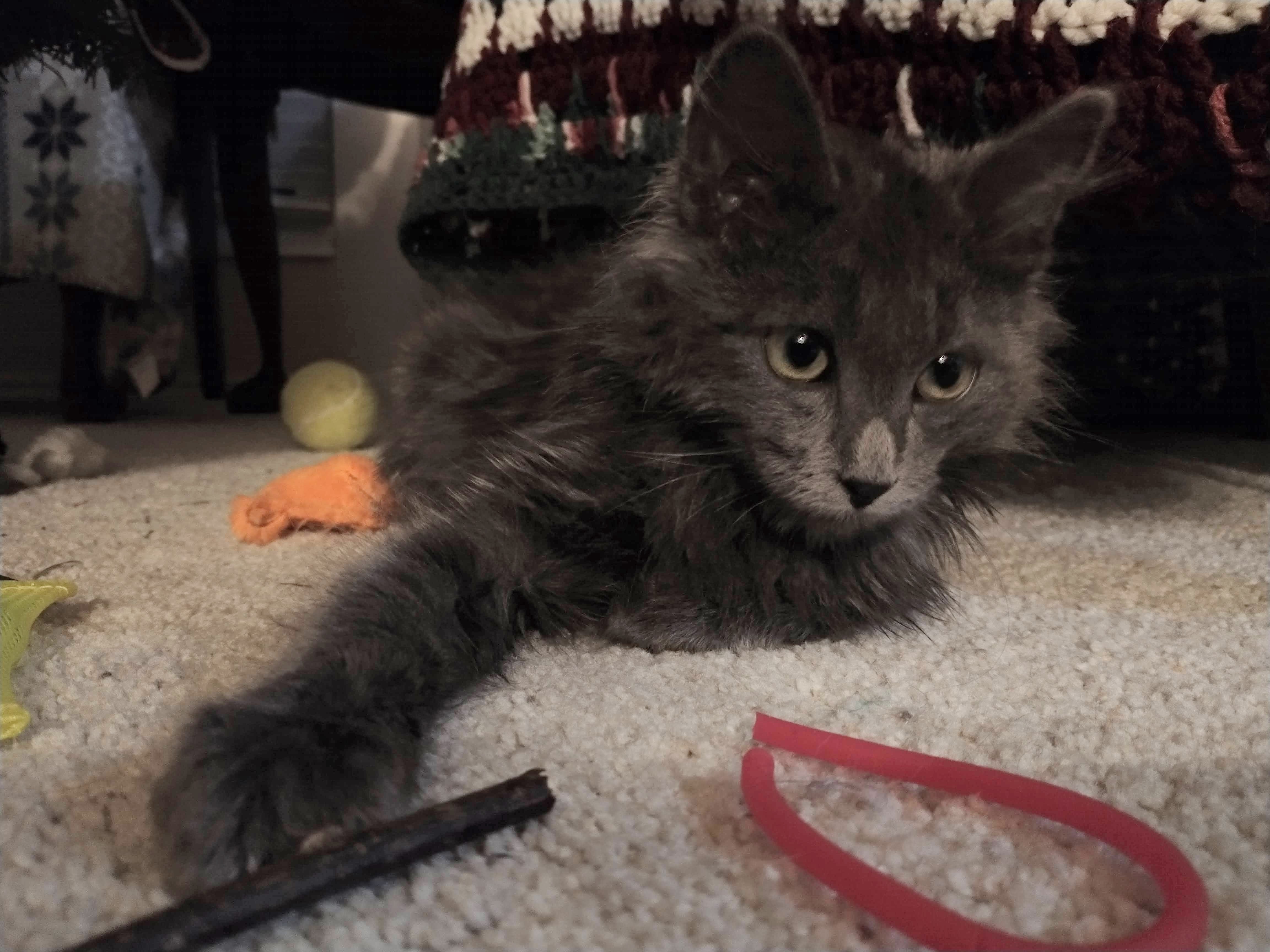 Picture of the Animal Listed