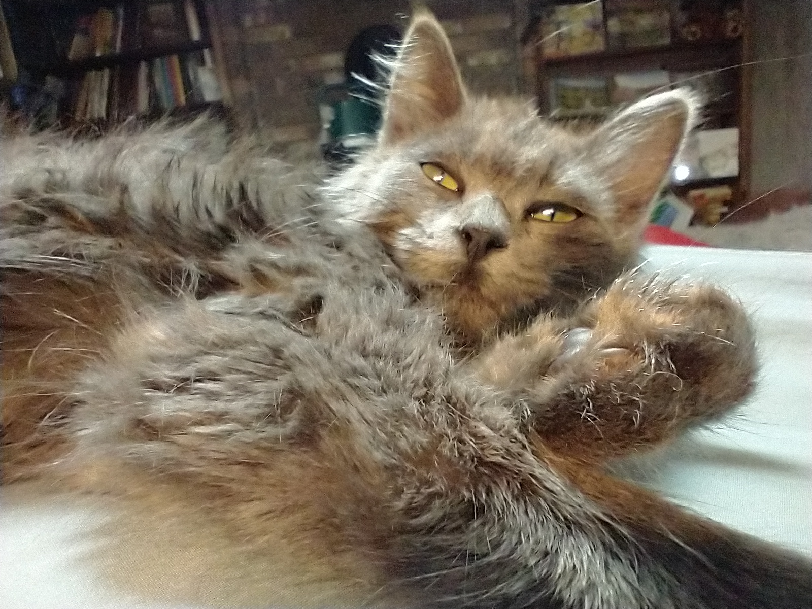 Picture of the Animal Listed