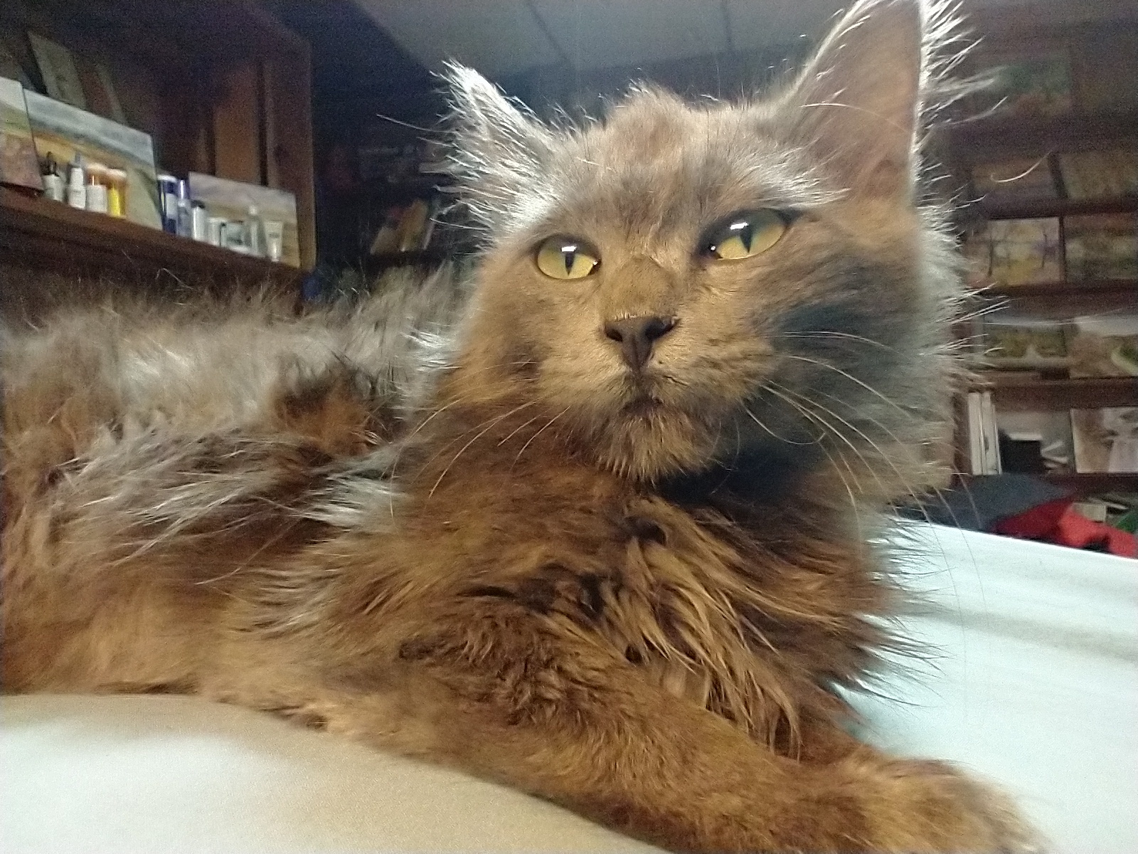 Picture of the Animal Listed