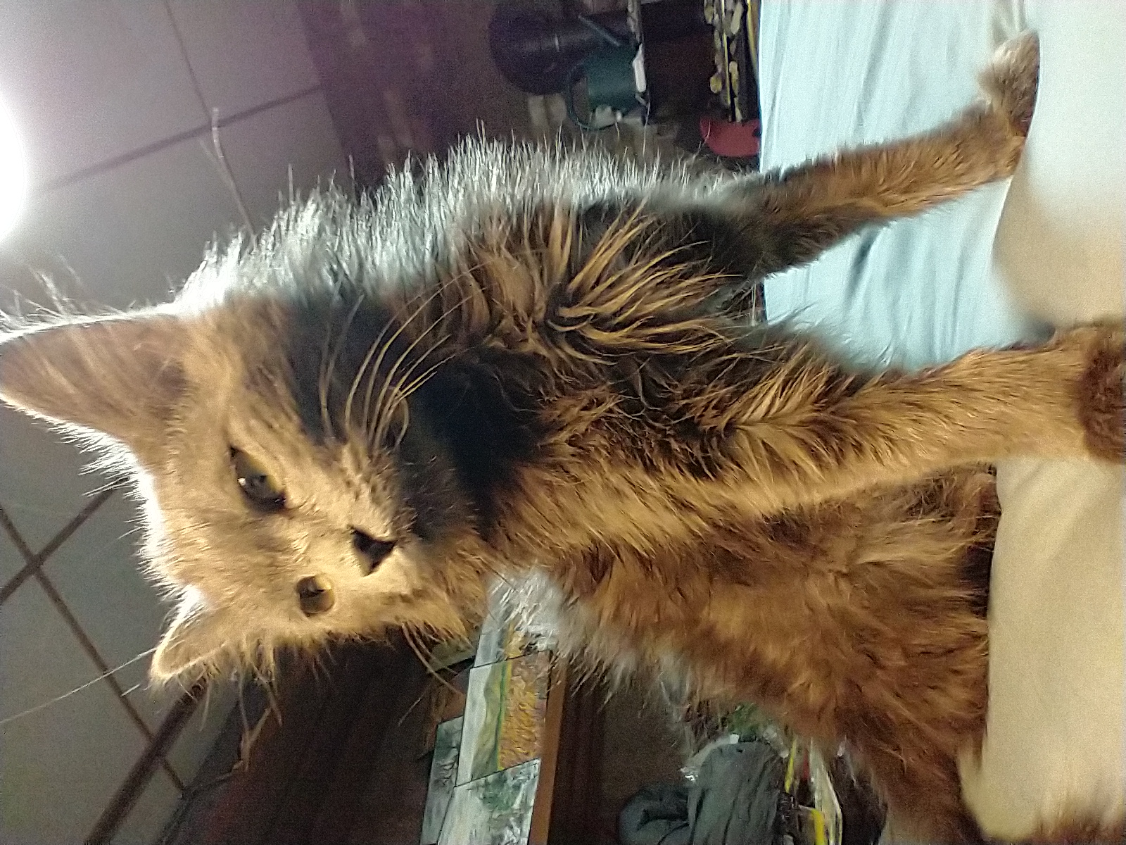 Picture of the Animal Listed