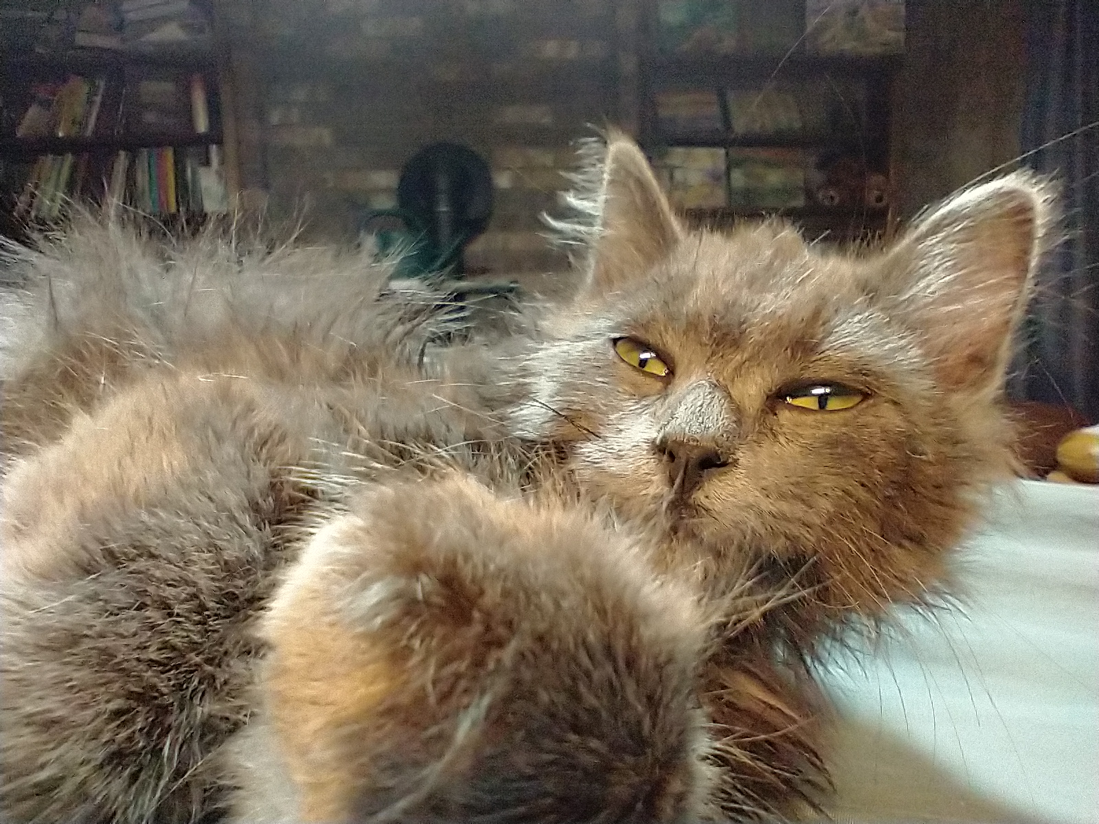 Picture of the Animal Listed