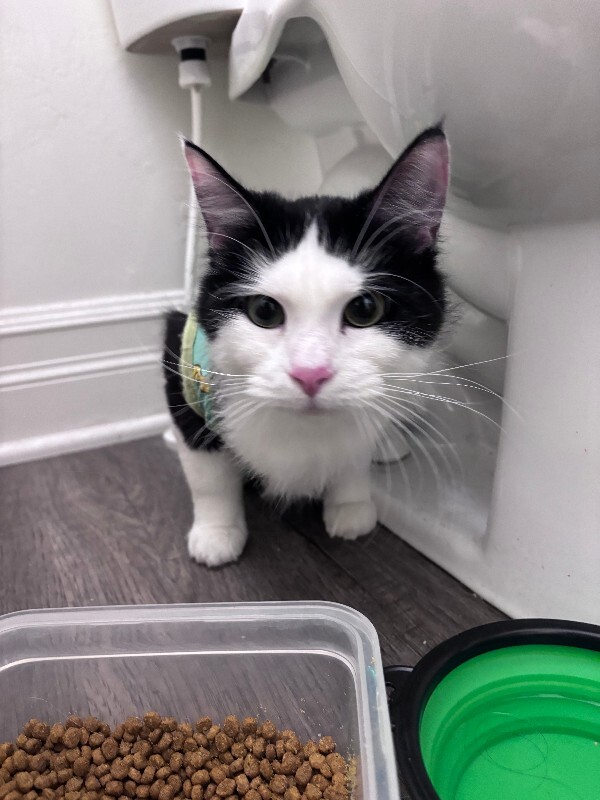 Picture of the Animal Listed