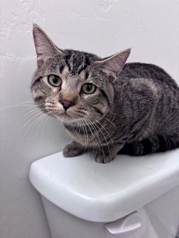 Picture of the Animal Listed