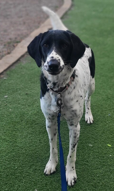 Picture of the Animal Listed