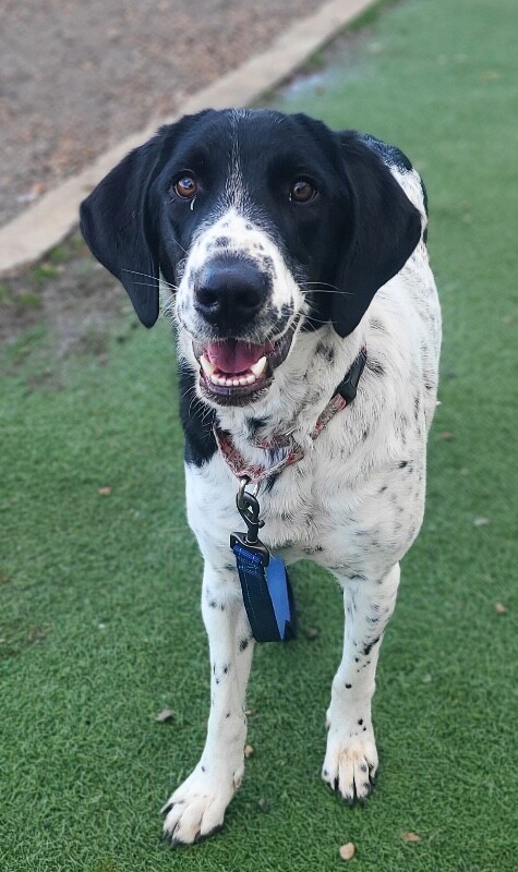 Picture of the Animal Listed