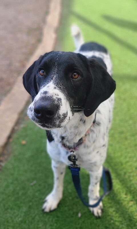 Picture of the Animal Listed