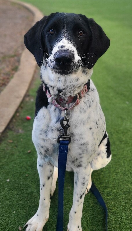 Picture of the Animal Listed