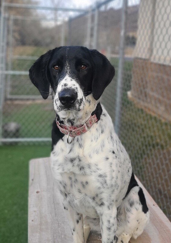 Picture of the Animal Listed