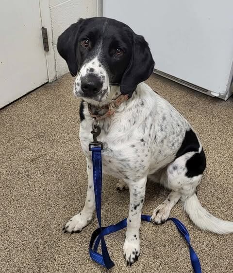 Picture of the Animal Listed