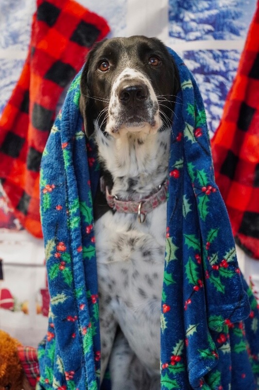 Picture of the Animal Listed