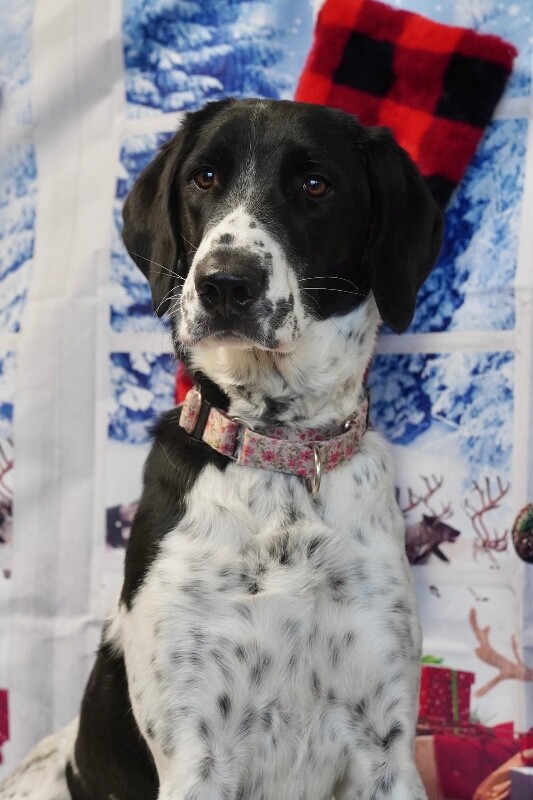 Picture of the Animal Listed