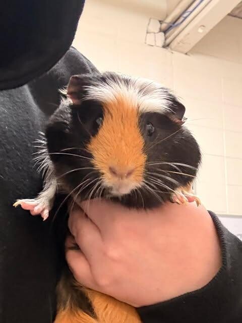 Picture of the Animal Listed