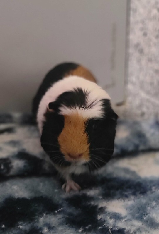 Picture of the Animal Listed