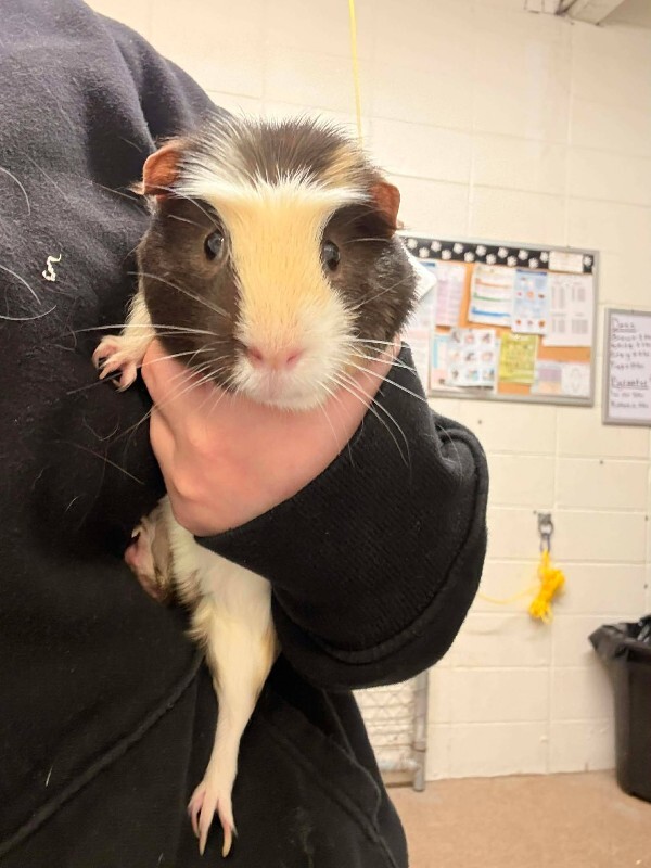 Picture of the Animal Listed