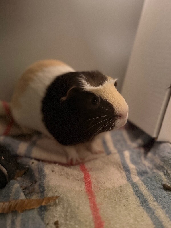 Picture of the Animal Listed