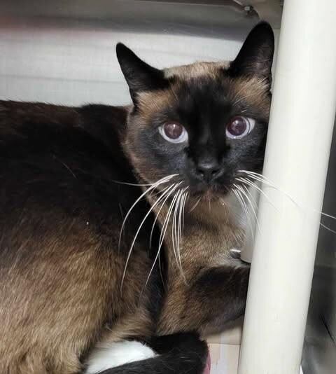 Picture of the Animal Listed