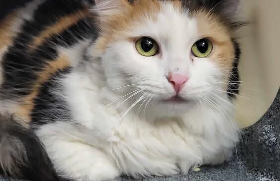 Picture of the Animal Listed