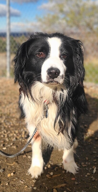 Picture of the Animal Listed