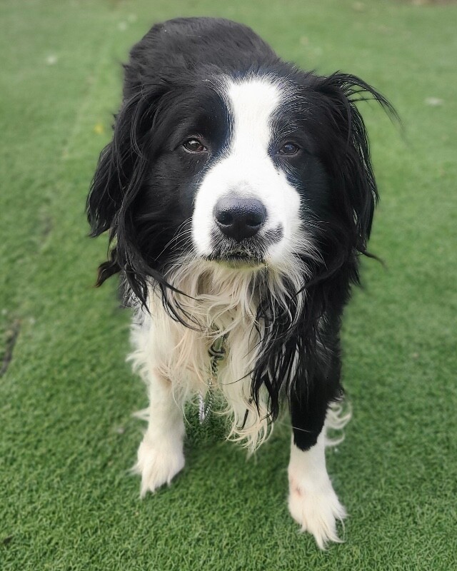 Picture of the Animal Listed