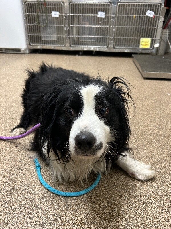 Picture of the Animal Listed