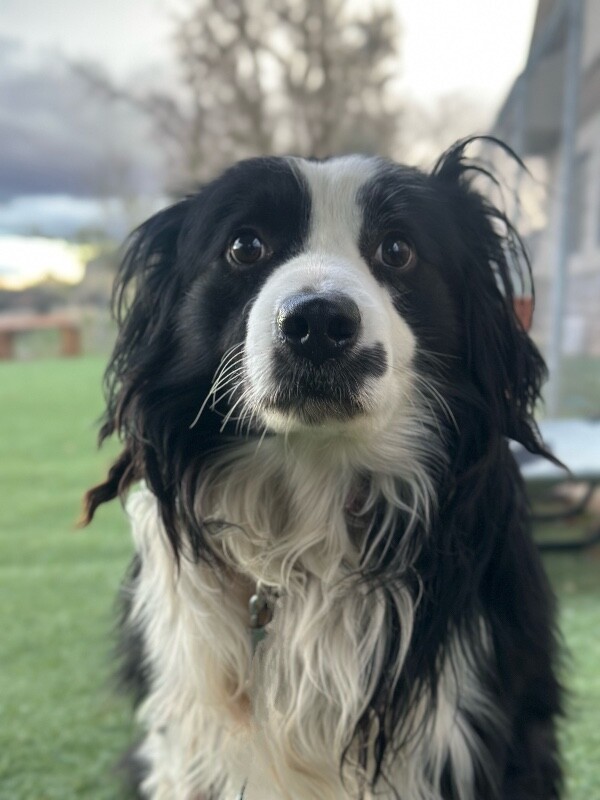 Picture of the Animal Listed