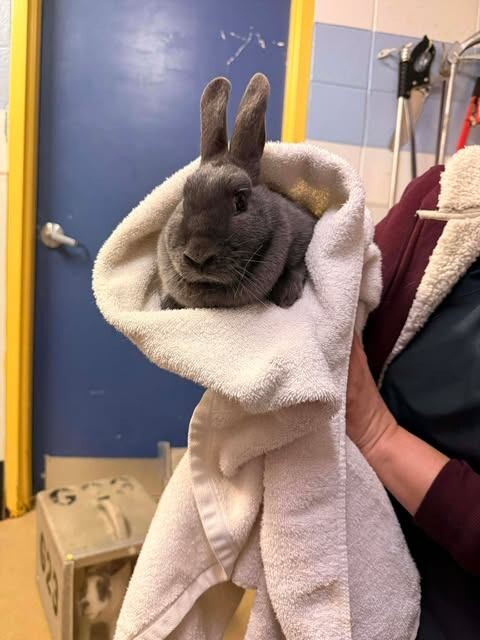 Picture of the Animal Listed