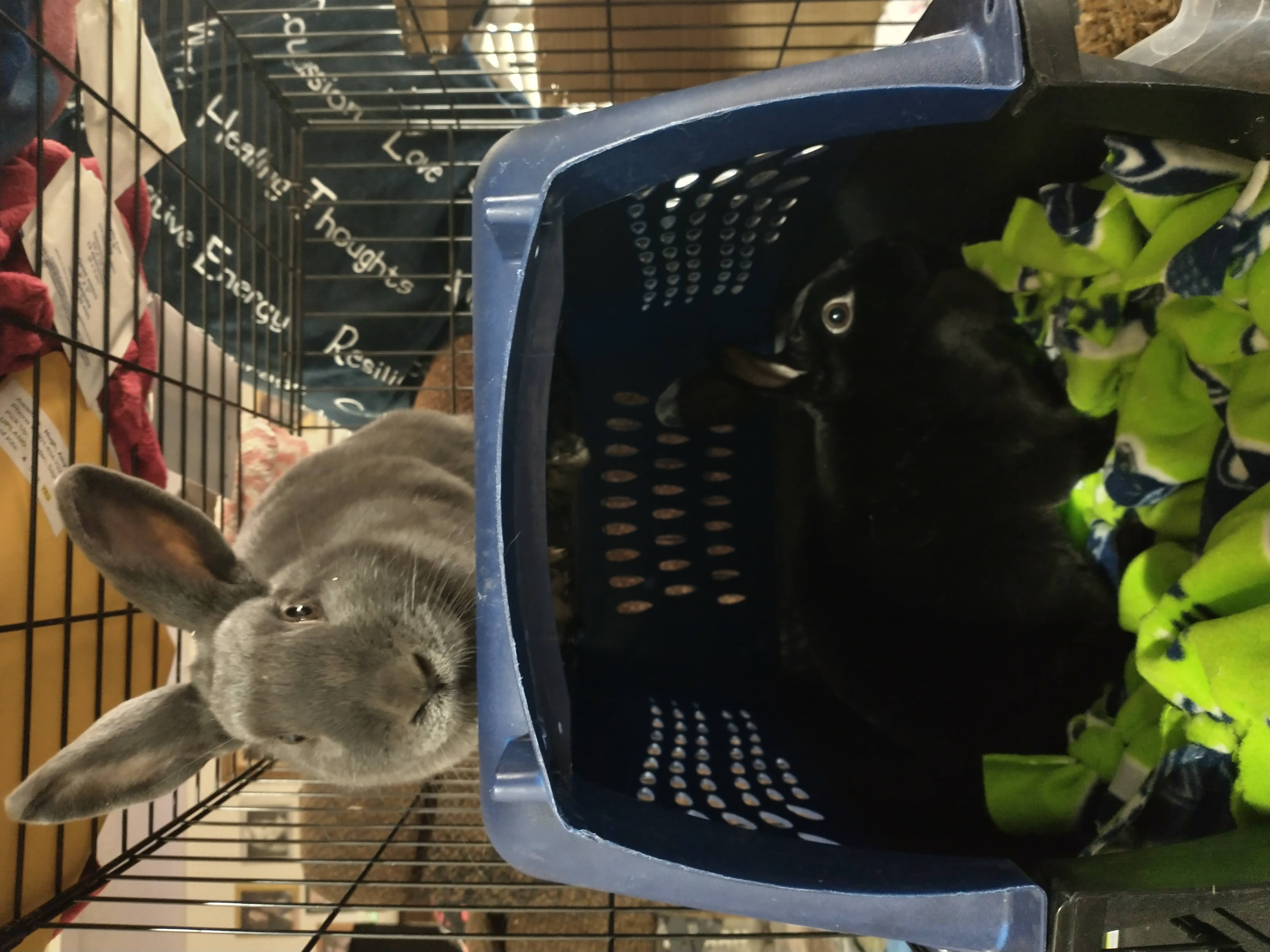 Picture of the Animal Listed