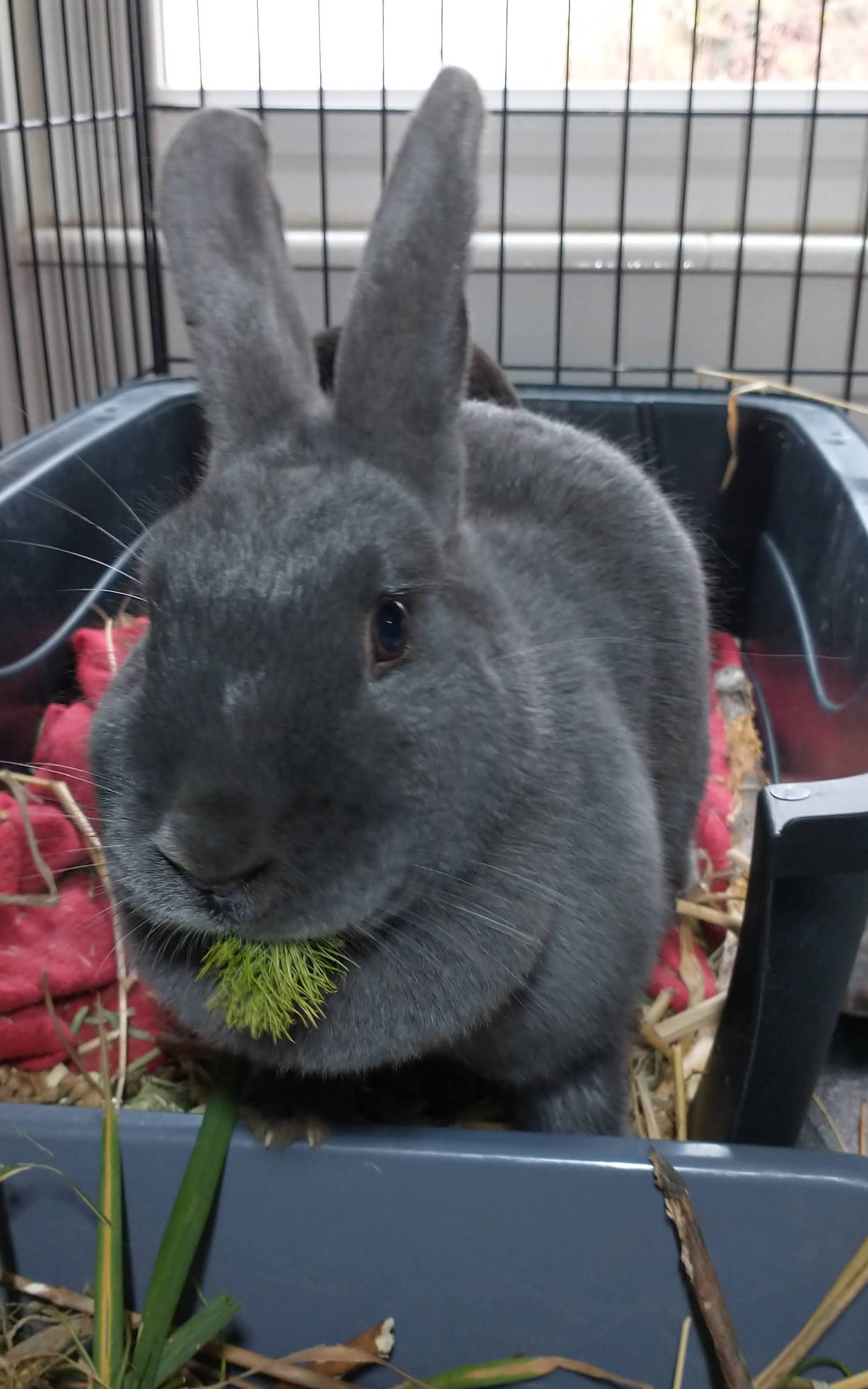 Picture of the Animal Listed