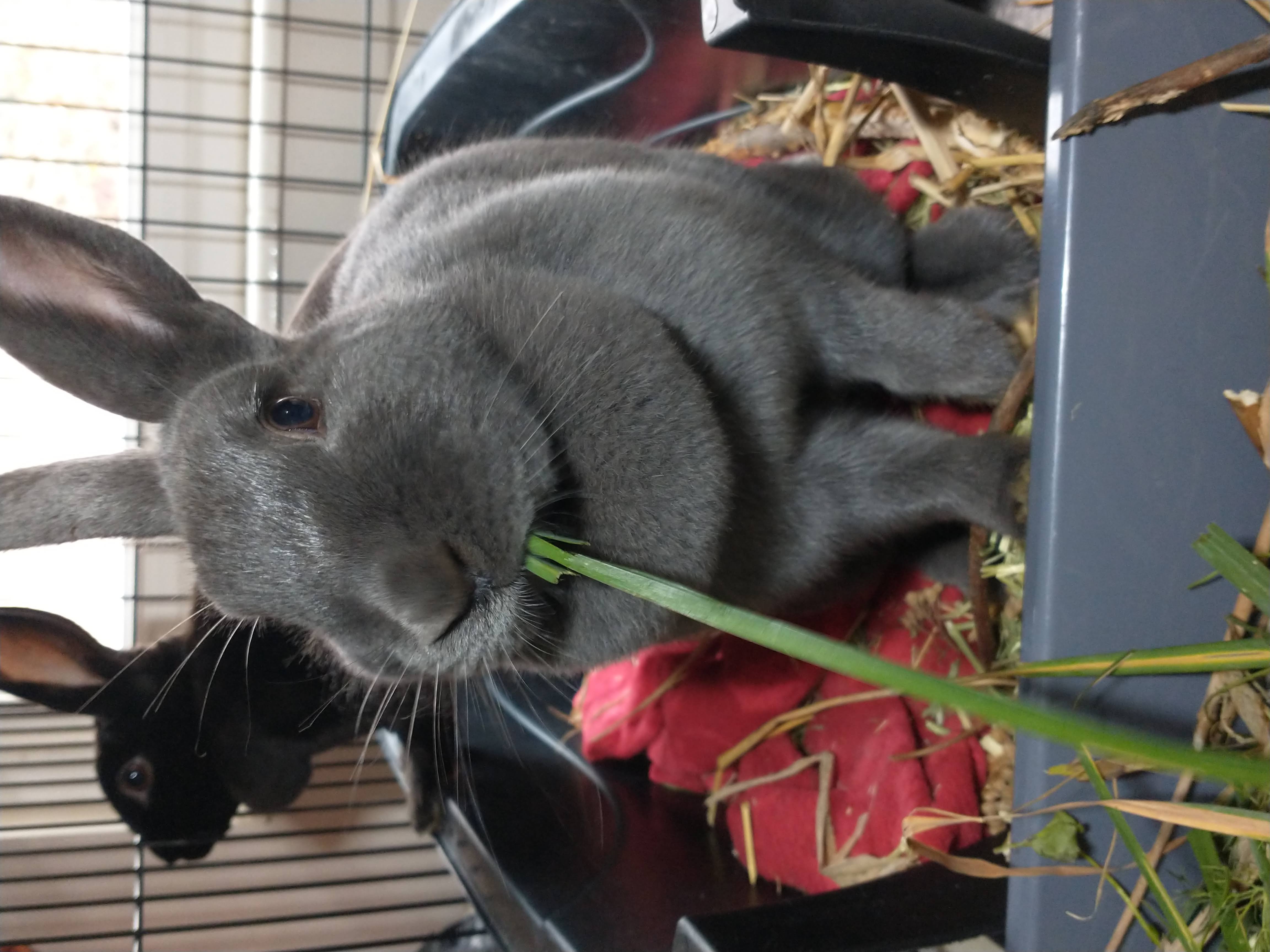 Picture of the Animal Listed