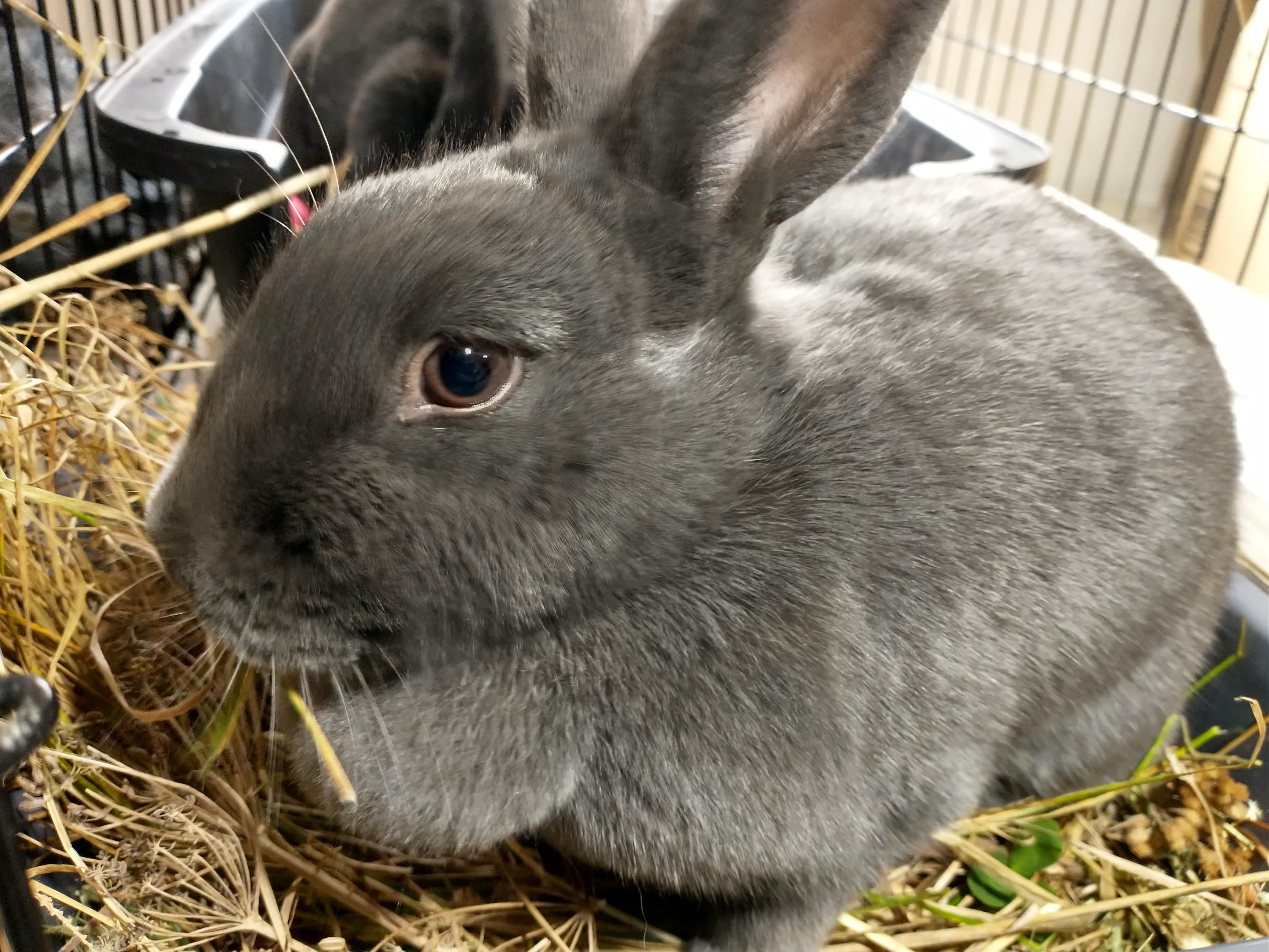 Picture of the Animal Listed