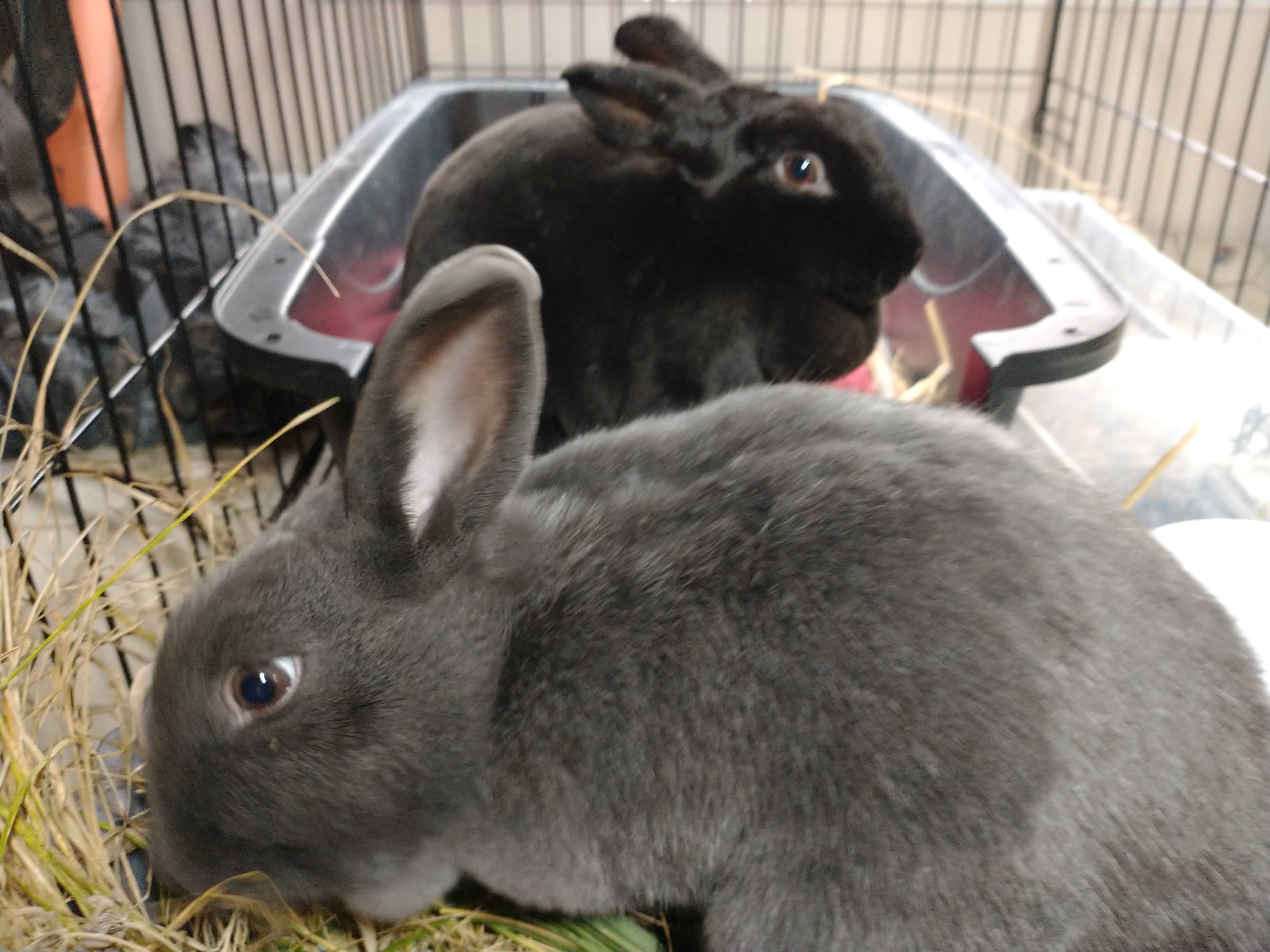 Picture of the Animal Listed