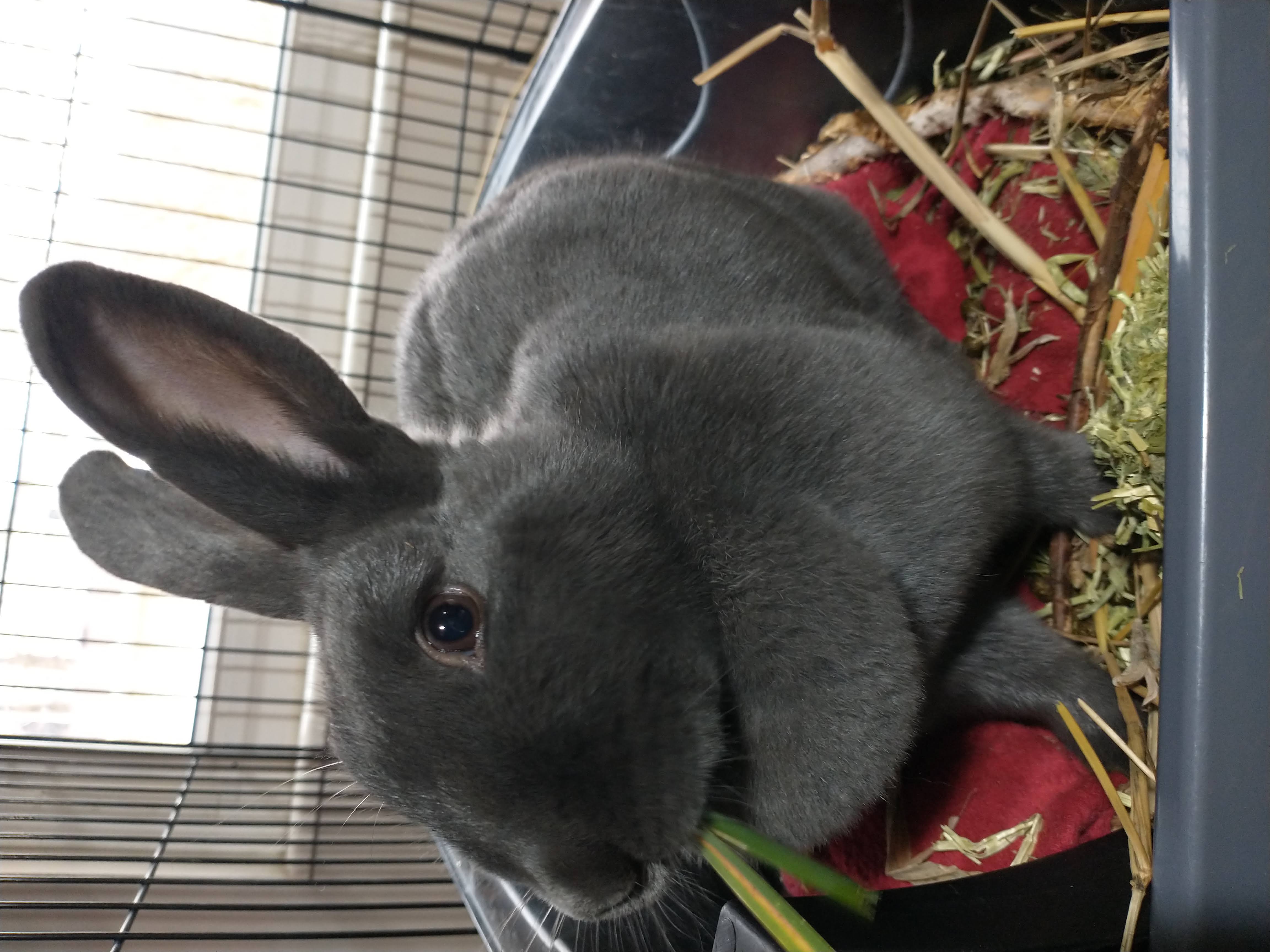 Picture of the Animal Listed