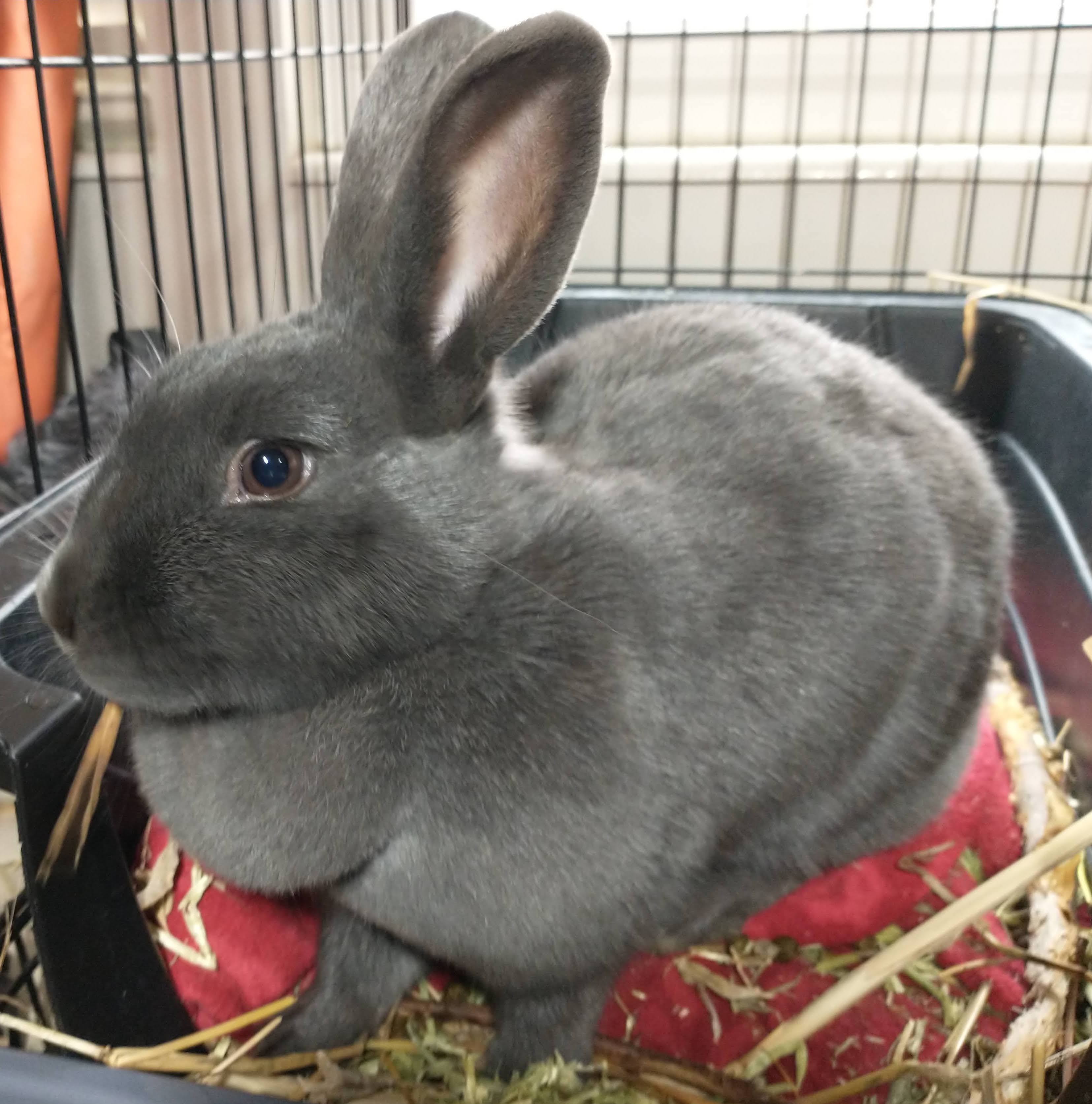 Picture of the Animal Listed