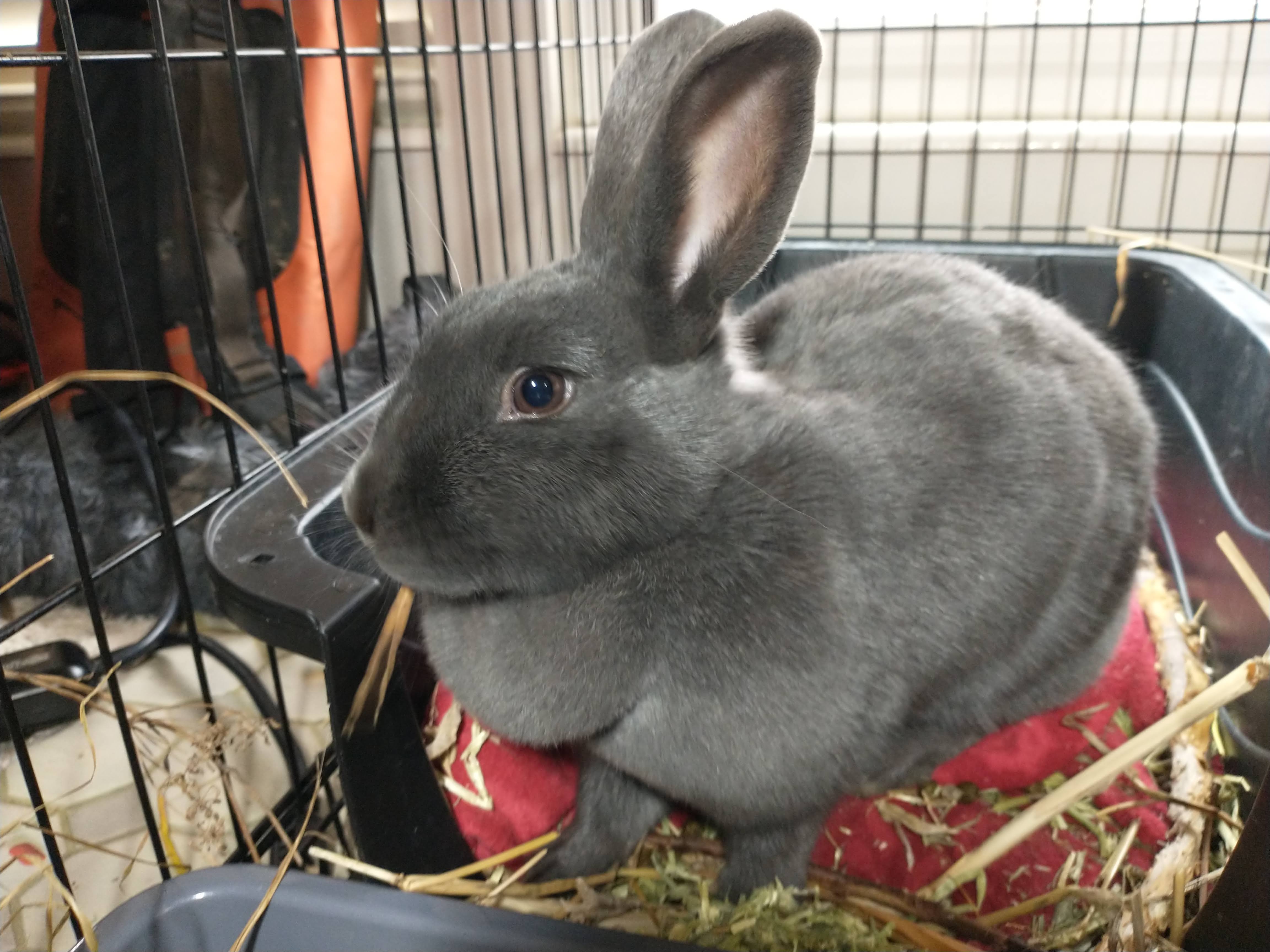 Picture of the Animal Listed