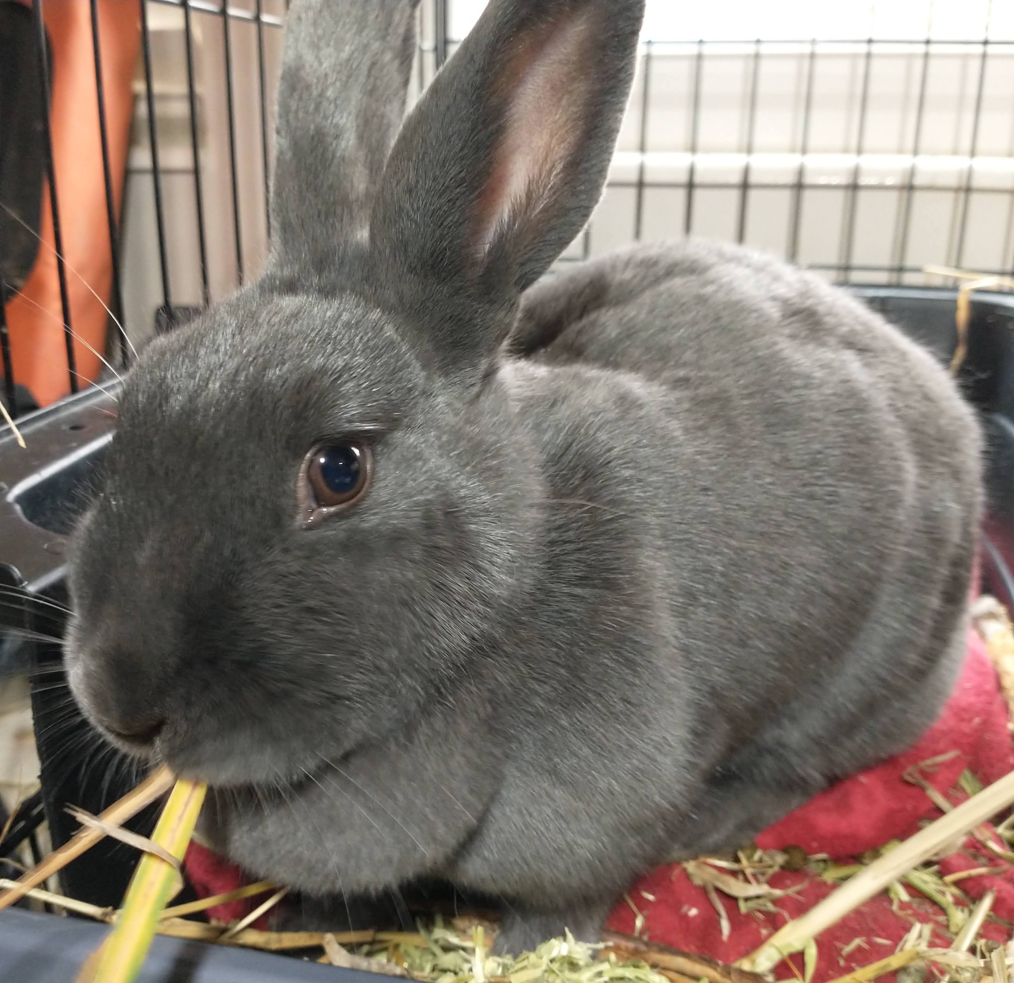 Picture of the Animal Listed