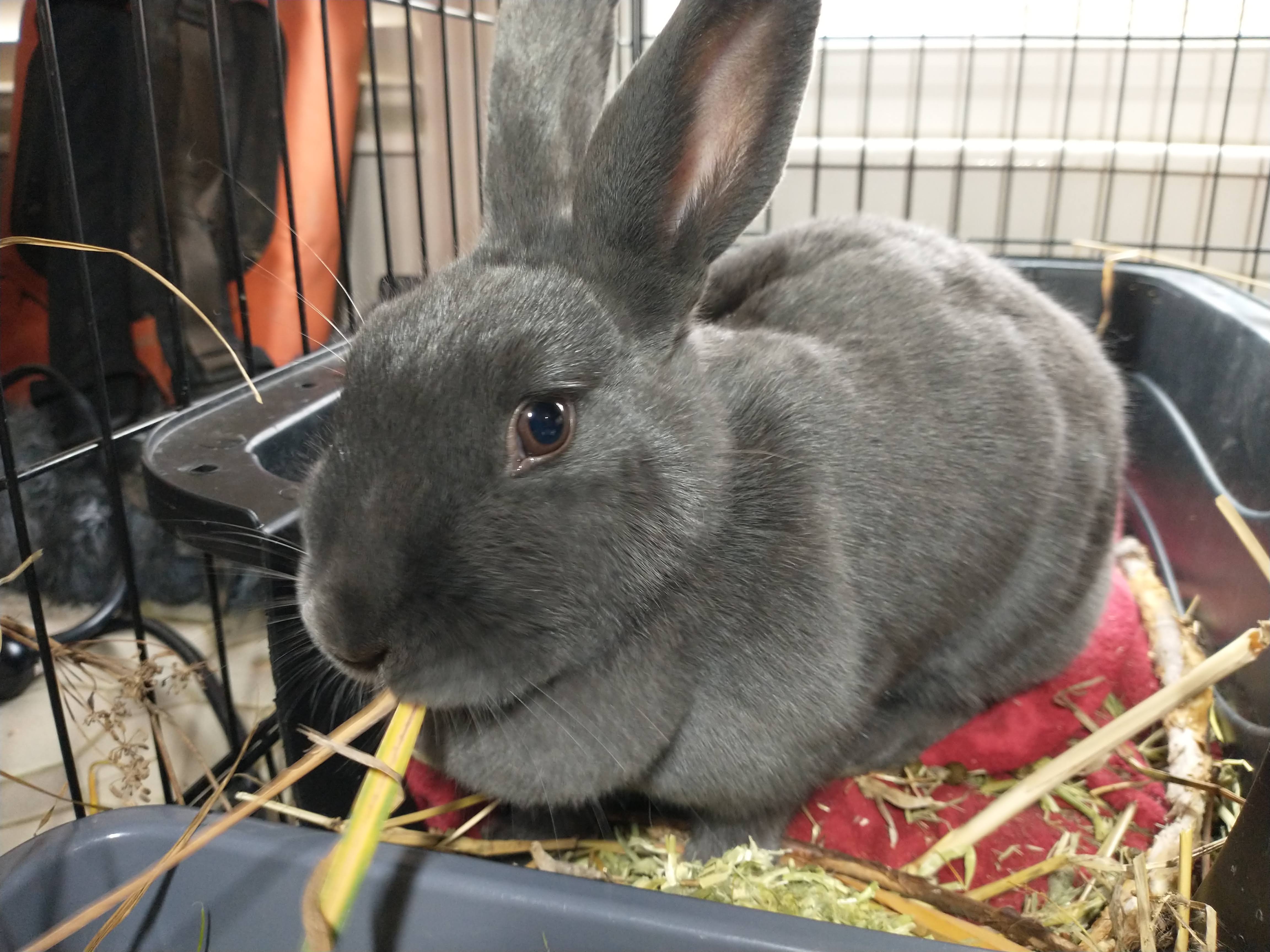 Picture of the Animal Listed