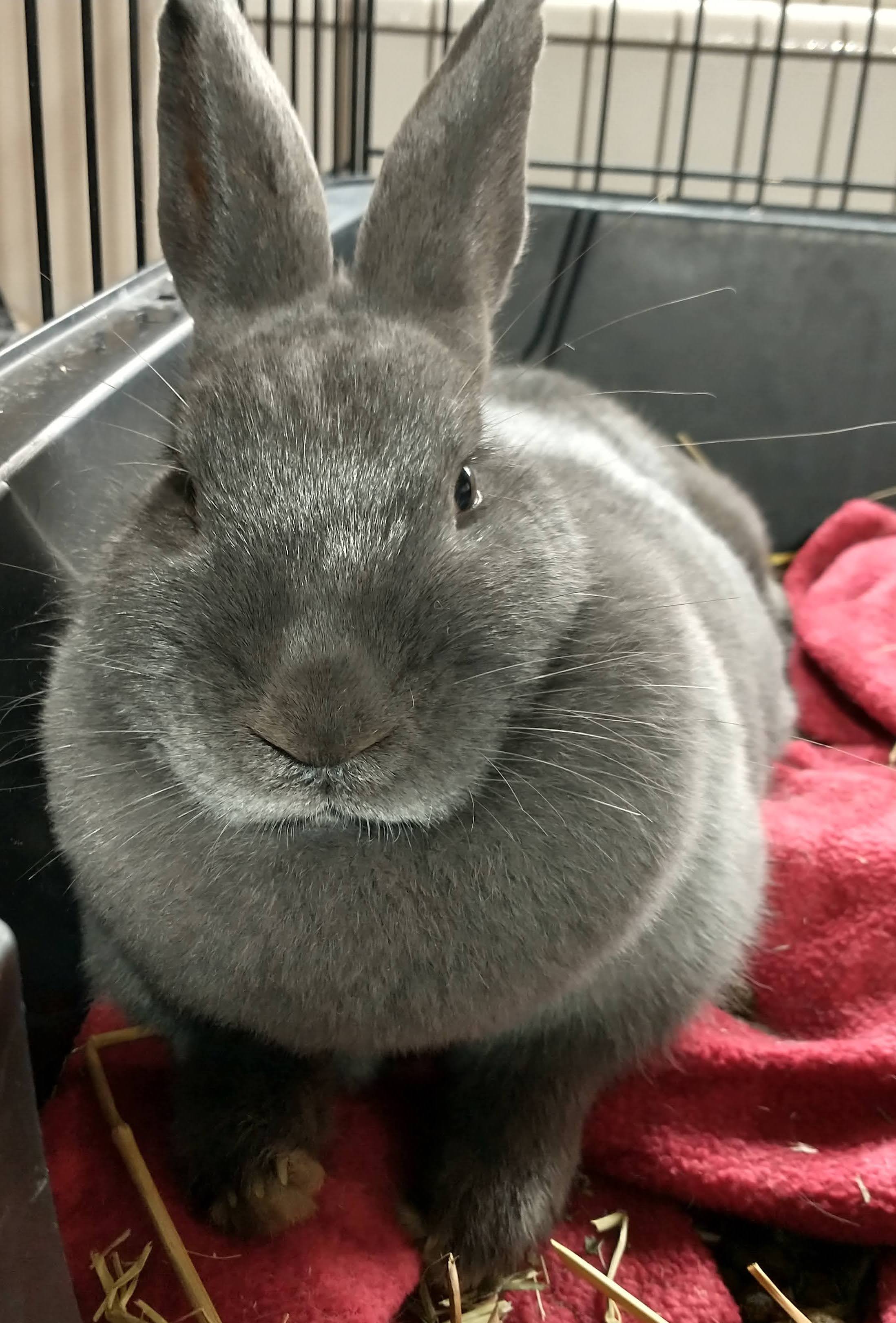 Picture of the Animal Listed